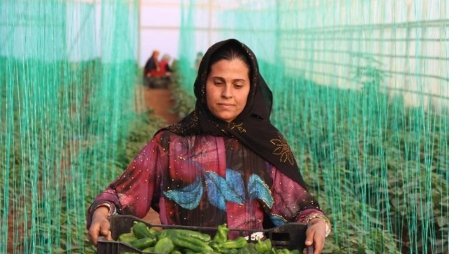 Tarım-GFE yıllık yüzde 34,24 arttı