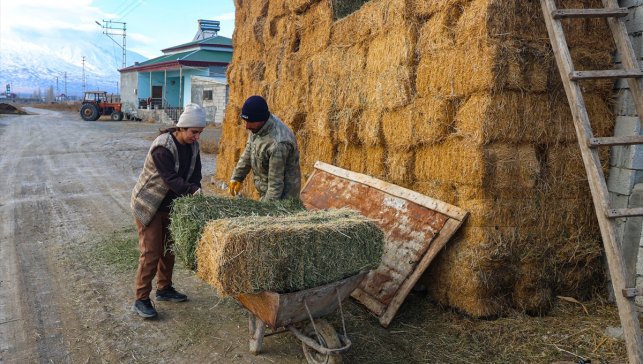 Devlet desteğini yatırıma dönüştüren Iğdırlı kadın girişimci hayvancılıkta örnek oluyor