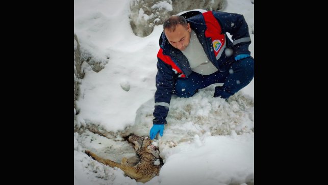 Yaralı halde bulunan kurt tedavi altına alındı