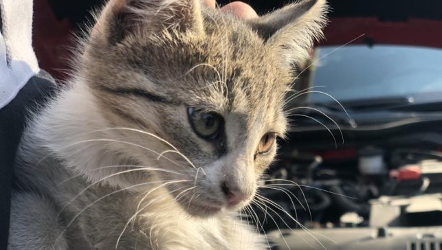 'Kontağı çevirmeden kaputa vurun' uyarısı