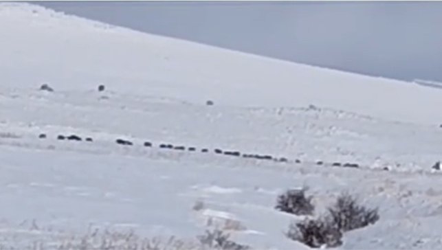 Tatvan kırsalında domuz sürüsü görüntülendi