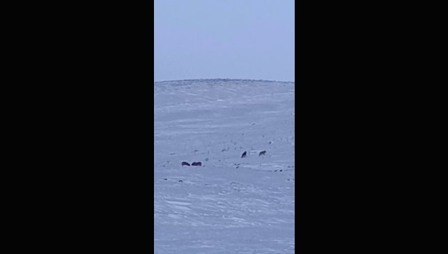 Karayazı'da gündüz vakti kurt saldırısı: Yavru köpek telef oldu