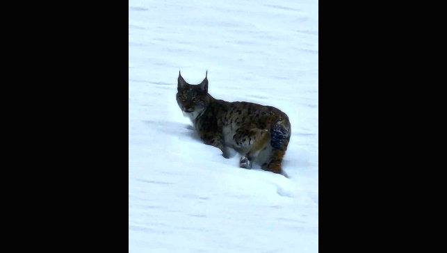 Hizan’da nesli tehlike altındaki vaşak görüntülendi