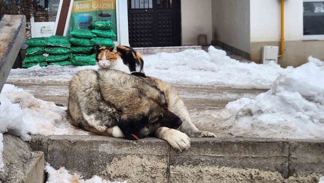 Tunceli'de kedi ile köpeğin dostluğu içleri ısıttı