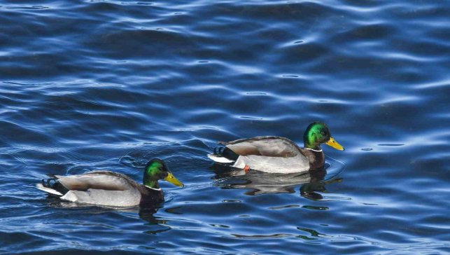 Tatvan sahilinde yeşilbaş ördekler fotoğraflandı