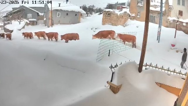 Malatya'da büyükbaş hayvanların karla mücadelesi görüntülendi