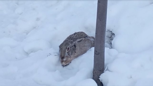 Malatya'da kar nedeniyle yiyecek bulamayan yaban tavşanı okul bahçesinde görüntülendi