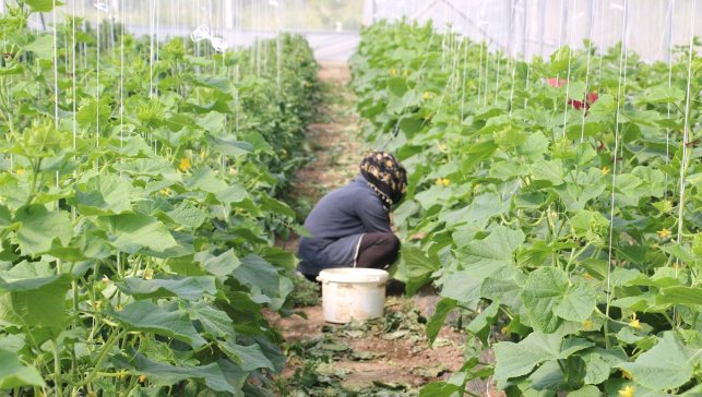 Erzincan'da kadın çiftçilere yüzde 50 hibeli sera desteği