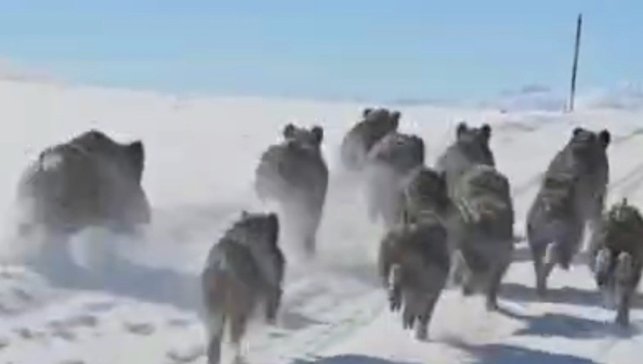 Başkale'de domuz sürüsü görüntülendi