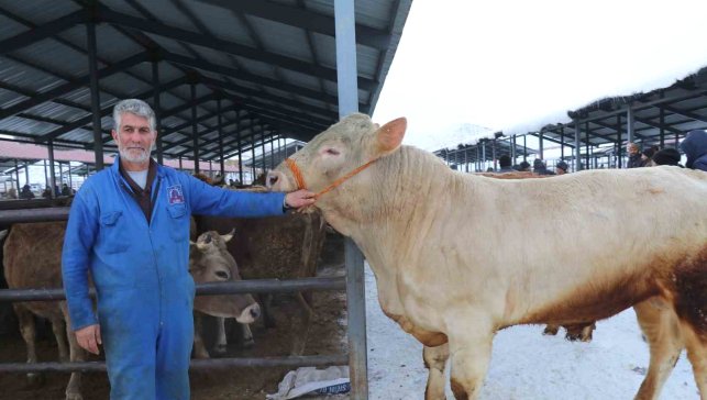 Eksi 15'de hayvan pazarı kuruldu