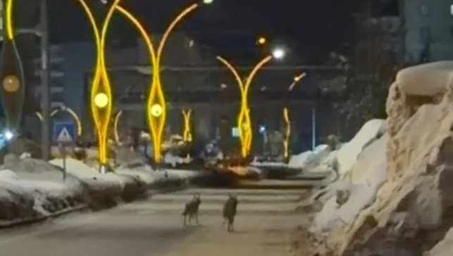 Yüksekova'da kurtlar şehir merkezine indi