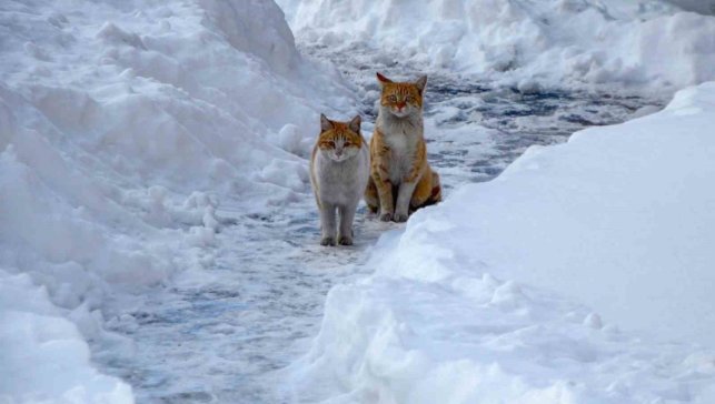 Buzlanma ve dona dikkat