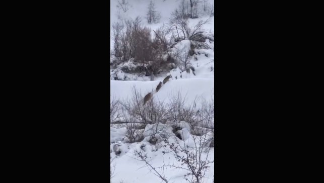 Elazığ'da kurt sürüsü görüldü
