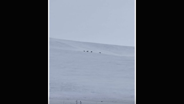 Kar yağışı Diyadin’de yaban hayatını yerleşimlere indirdi: Kurt sürüsü görüntülendi