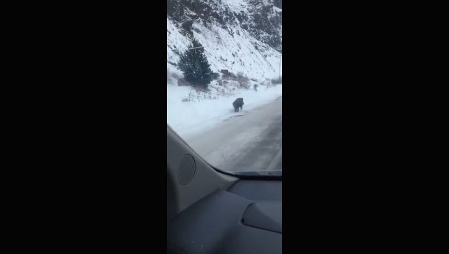 Kars'ta yol kenarında ilerleyen domuz cep telefonuyla kaydedildi