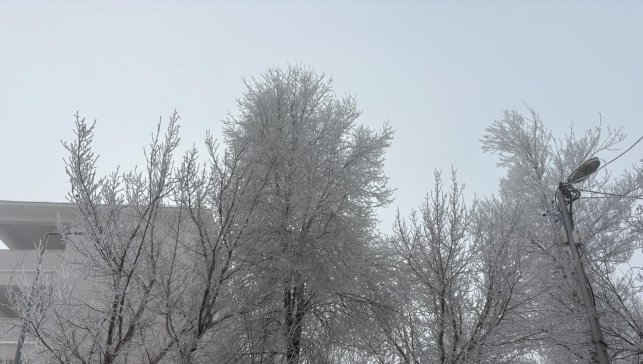Diyadin'de yoğun sis etkili oldu