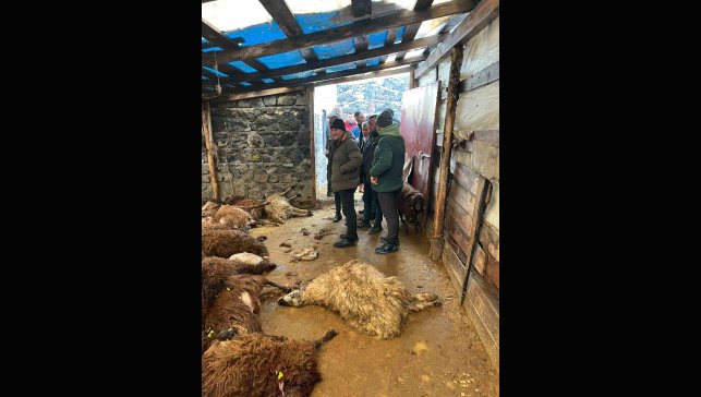 Kars'ta kurt dehşeti: Aç kurtlar 130 koyunu telef etti