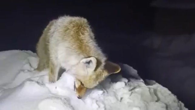 Yüksekova'da Sibirya soğukları: Tilki ayakta dondu