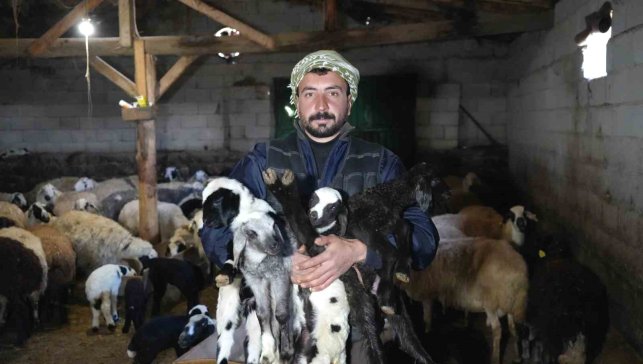 Yeni doğan kuzularla birlikte Erzincanlı besicilerde tatlı bir telaş yaşanıyor