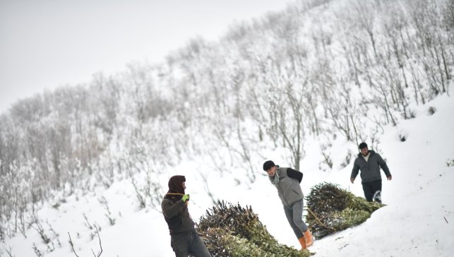 Muş'ta besicilerin kızaklı zorlu kış mesaisi