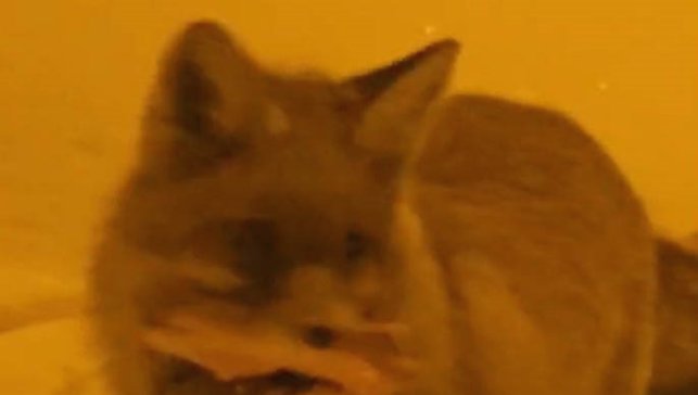 Hakkâri'de yerleşim alanına inen tilki kamerada