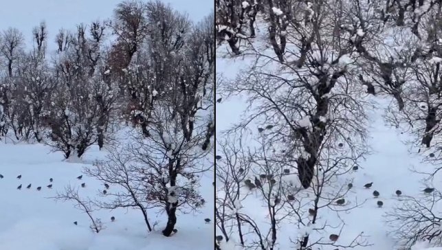 Hakkari'de onlarca keklik köye indi
