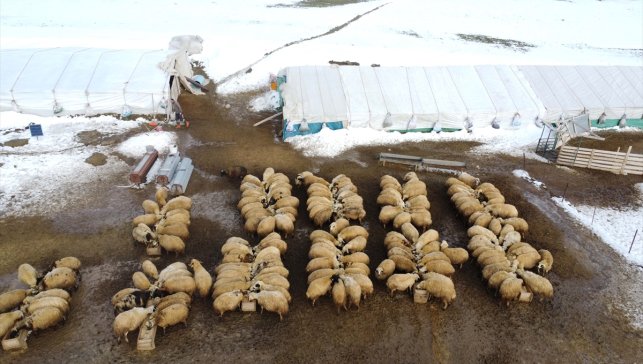 6 ŞUBAT DEPREMLERİNİN ÜÇÜNCÜ YILI - Depremden etkilenen Elazığ'da arıcı ve besiciler yaralarını devlet desteğiyle sardı 