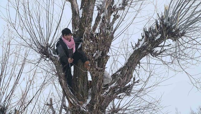 Muş'ta besicilerden alternatif yem yöntemi