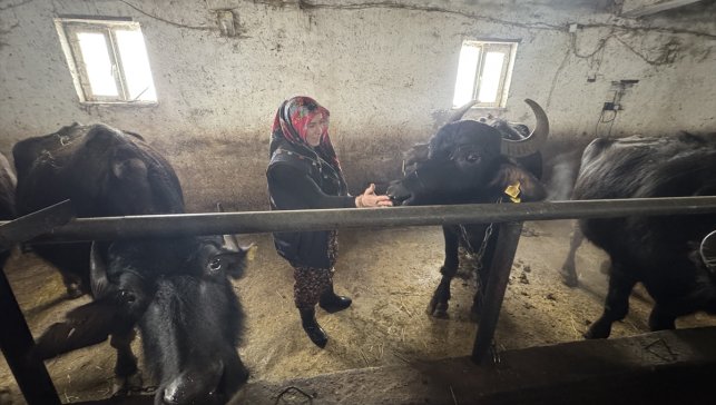 Hakkarili kadın girişimci devlet desteğiyle manda sayısını 20'ye çıkardı