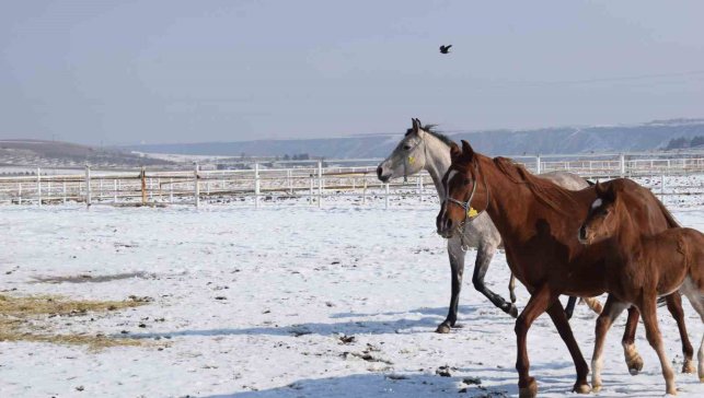 Malatya'da 2026 şampiyon adayı taylar dünyaya gelmeye başladı
