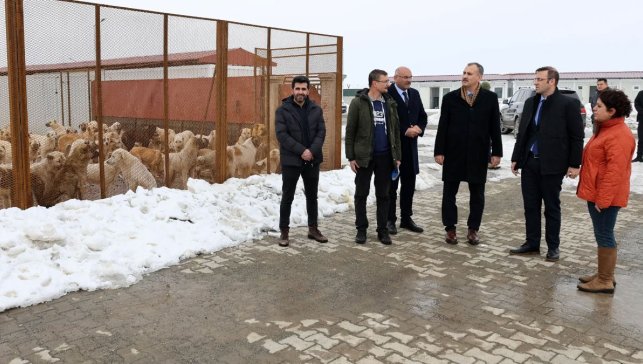 Ağrı’daki Hayvan Bakımevi’nde Neler Yapıldı? Vali Bozkurt Yerinde İnceledi