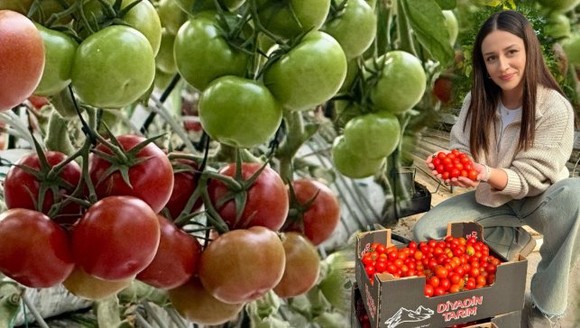 Ağrı Diyadin’de 860 Dekarlık Jeotermal Sera Atağı: 30 Bin Ton Üretim, 1.500 Kişiye İş