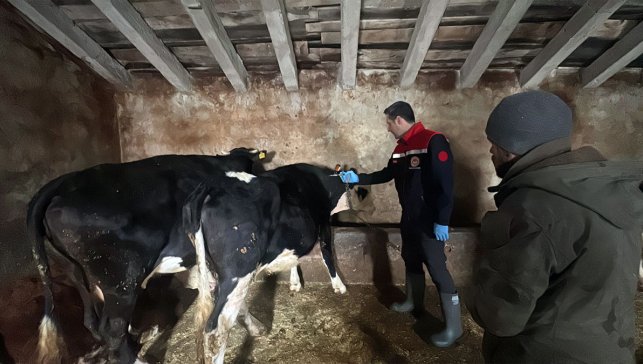 Şap hastalığına karşı Ağrı’da 317 bin büyükbaş için aşılama hamlesi