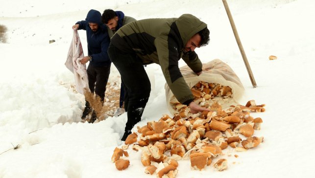Eksi derecelerde yaşam mücadelesi: AİÇÜ ekipleri Hamur Deresi’nde doğaya yem bıraktı