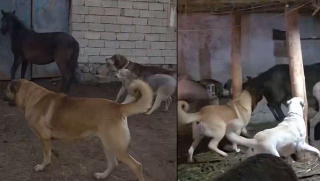 İhbar sonrası ekipler gitti: Doğubayazıt’ta hayvanlara şiddete 13.032 TL ceza