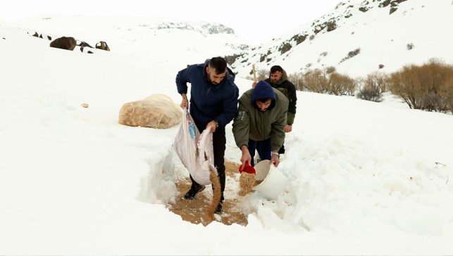 Eksi Derecelerde Hayatta Kalma Mücadelesi: Ağrı’da Yaban Hayvanları İçin Bilimsel Seferberlik
