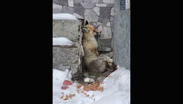 Ardahan'ın Damal ilçesinde yaralanan tilkiye belediye başkanı sahip çıktı