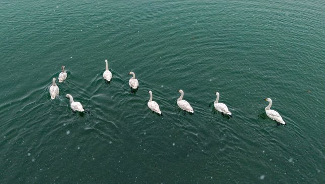 Sibirya'dan gelen ötücü kuğular kışı Van Gölü Havzası'nda geçiriyor