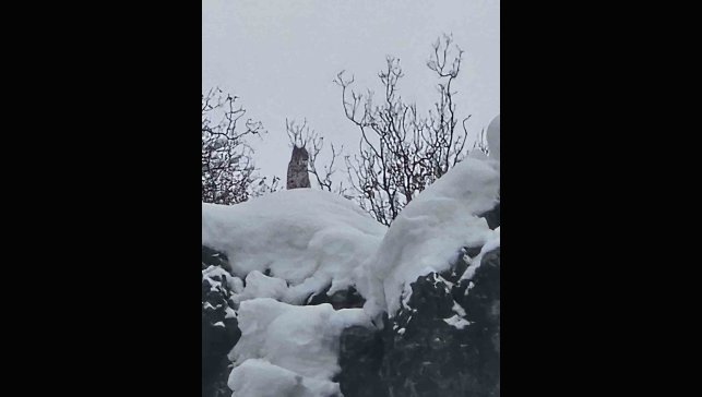 Elazığ'da koruma altındaki vaşak görüntülendi