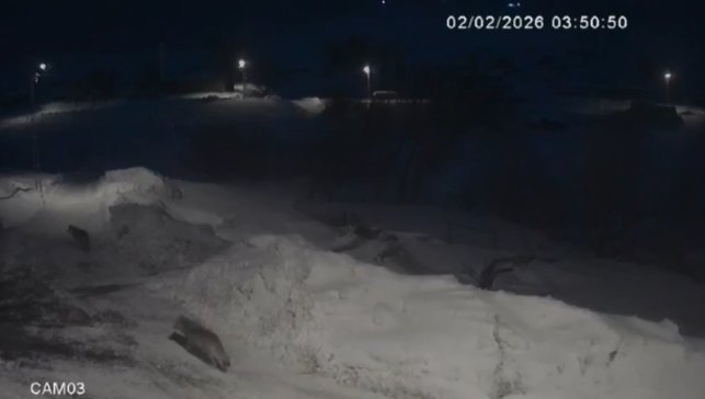 Kars'ta kurtlar köylerde cirit atıyor