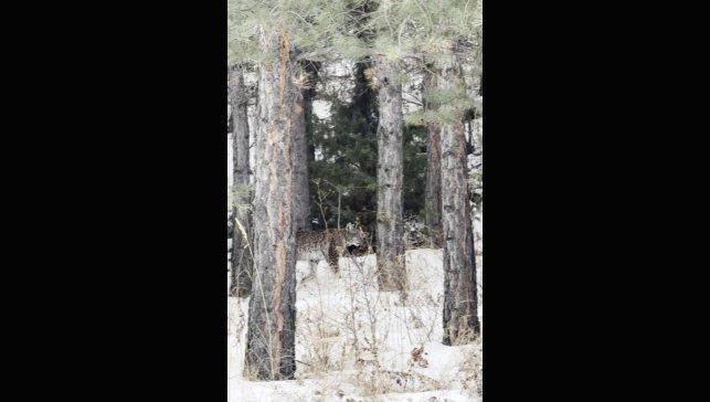 Erzurum'da nesli tehdit altındaki vaşak görüntülendi