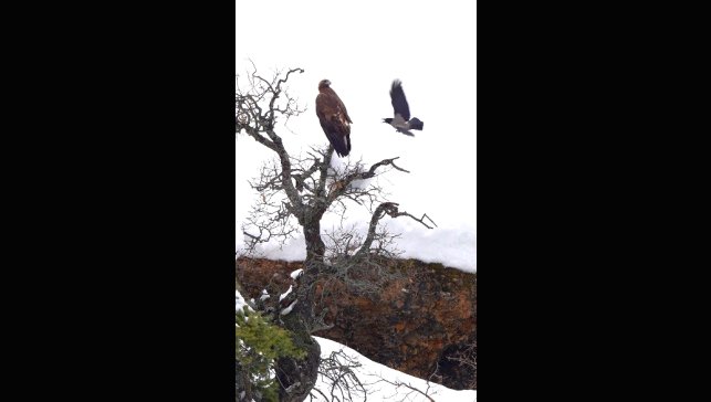 Karganın kartal ile tehlikeli oyunu kamerada