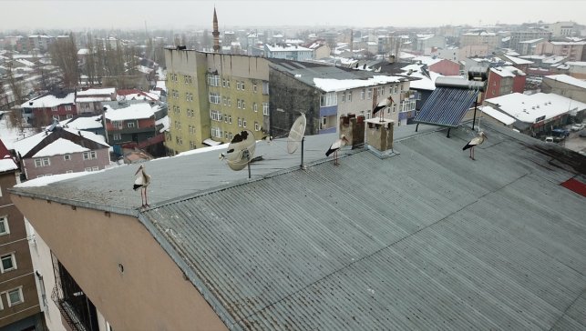 Kış ortasında Ağrı’da leylekler görüldü: Kent merkezine konan sürü dikkat çekti
