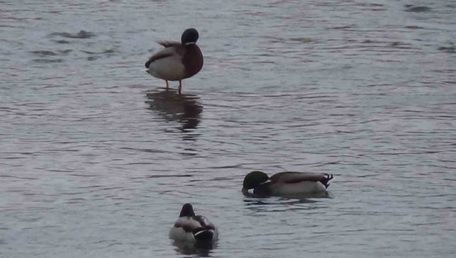 Kars'ta yaban hayatı şehre indi: Yeşilbaş ördeklerin yemek mesaisi kamerada