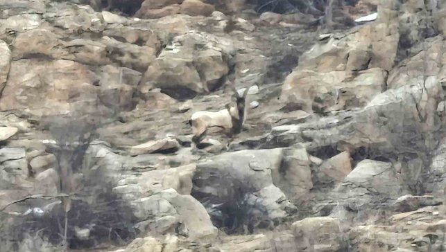 Hizan'da dağ keçileri sürü halinde görüntülendi