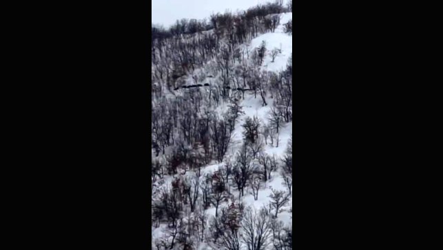 Elazığ'da domuz sürüsünü 'ordu geliyor' diye kayda aldı