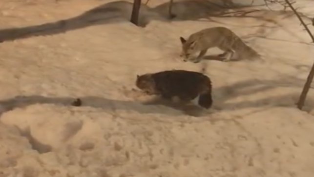 Hakkari'de tilki ile kedinin şaşırtan görüntüsü