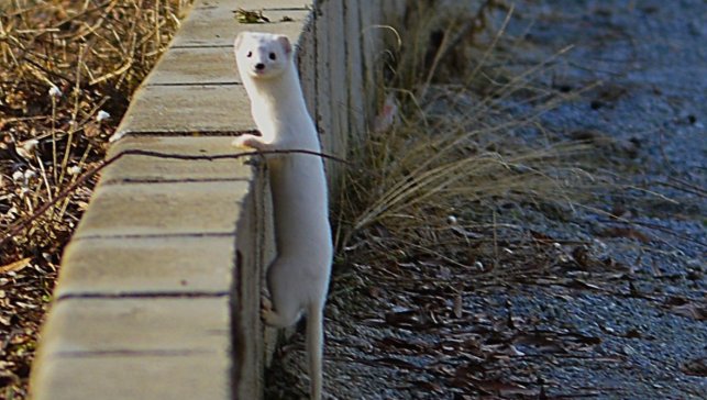 Fotoğrafçı Nusret Atlas o anı yakaladı: Tatvan’da nadir görülen "Beyaz Gelincik" objektiflere böyle yansıdı