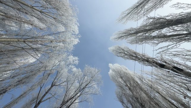 Yüksekova'da sisle birleşen kırağı ağaçları sanat eserine dönüştürdü