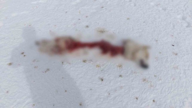 Başkale'de kurtlar köpeği parçaladı